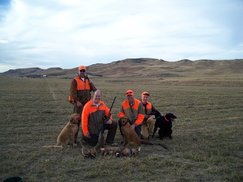 Pheasant Groups Photo
